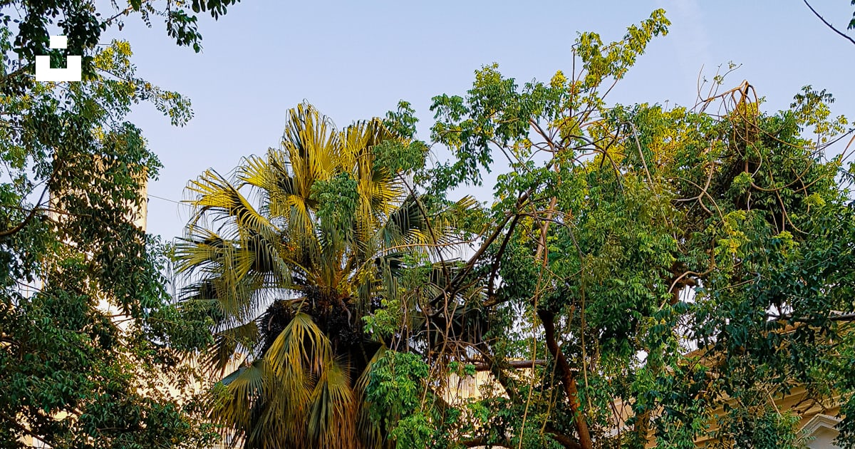 Green trees in front of white concrete building photo – Free Centro ...