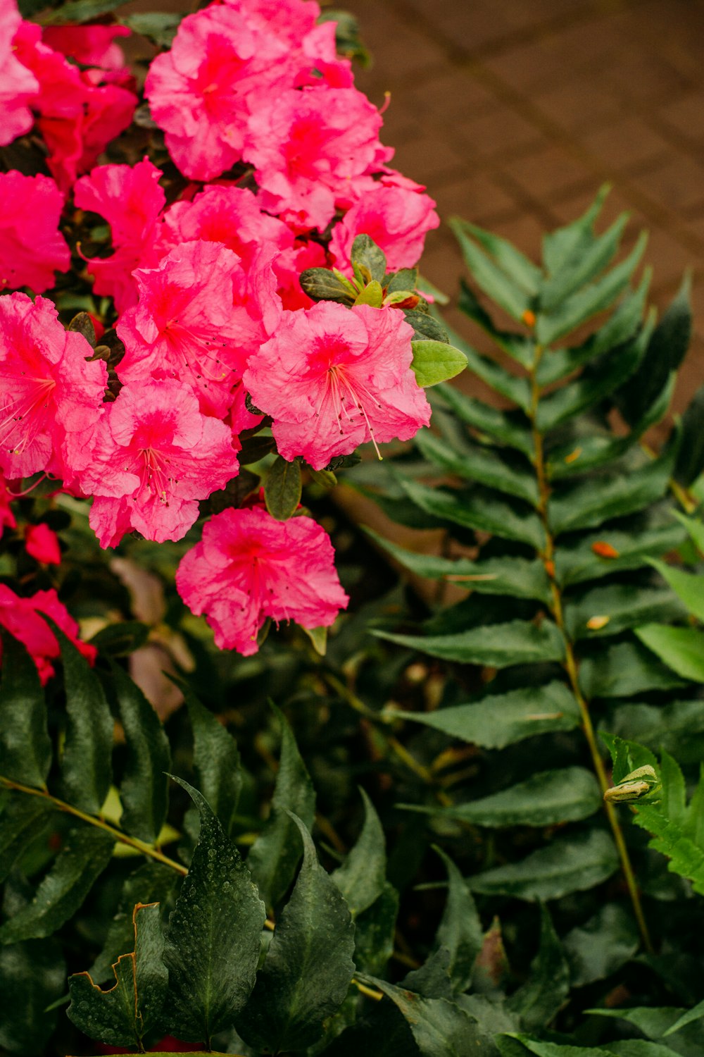 pink flowers in tilt shift lens