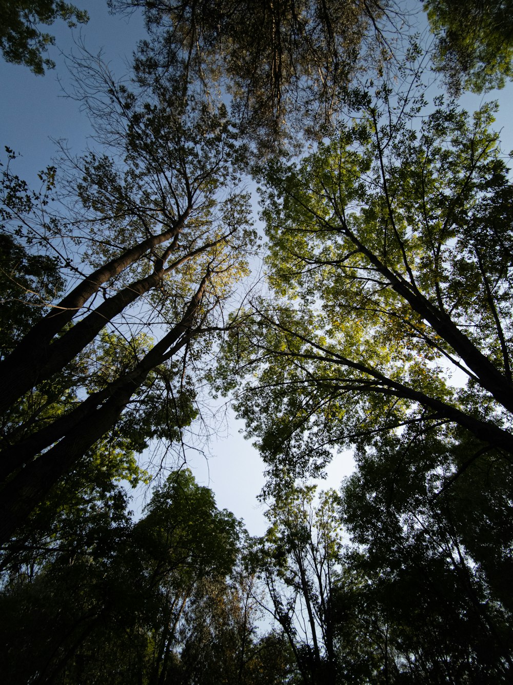 green trees under blue sky during daytime