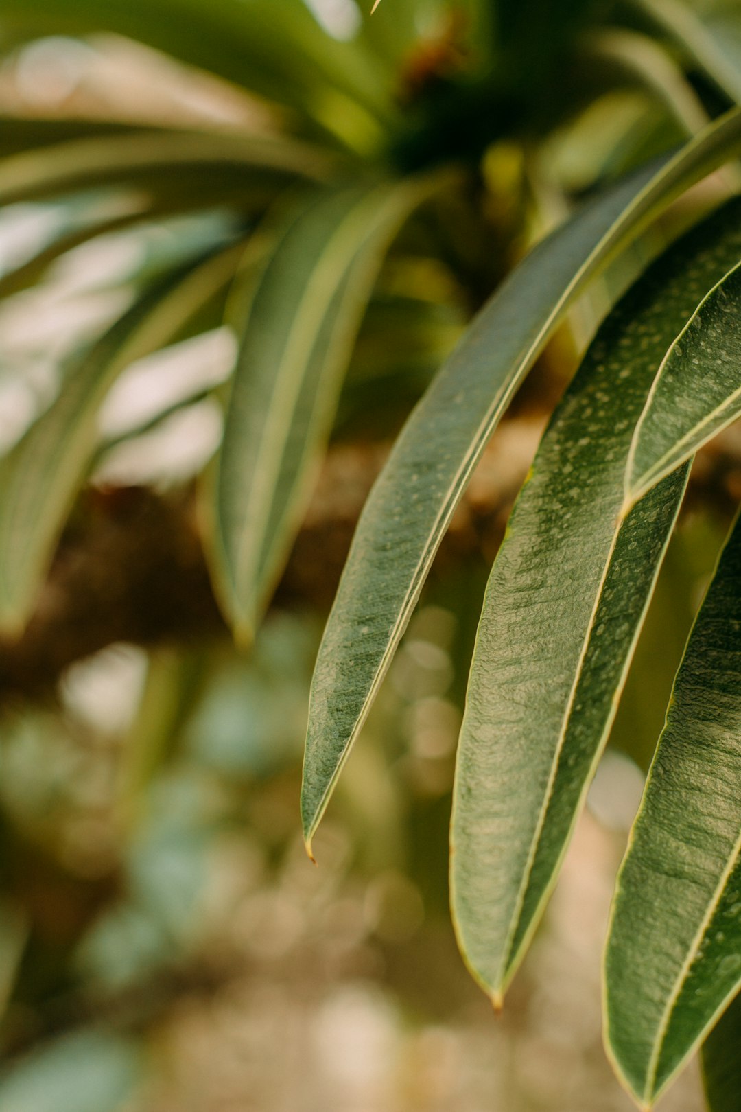 green leaves in macro lens