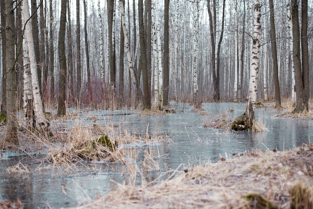 brown grass on river during daytime