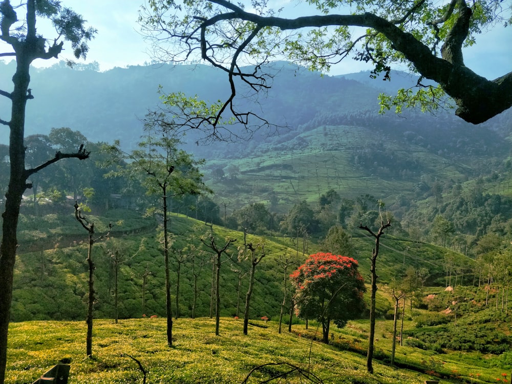 green grass field with trees and mountains in the distance