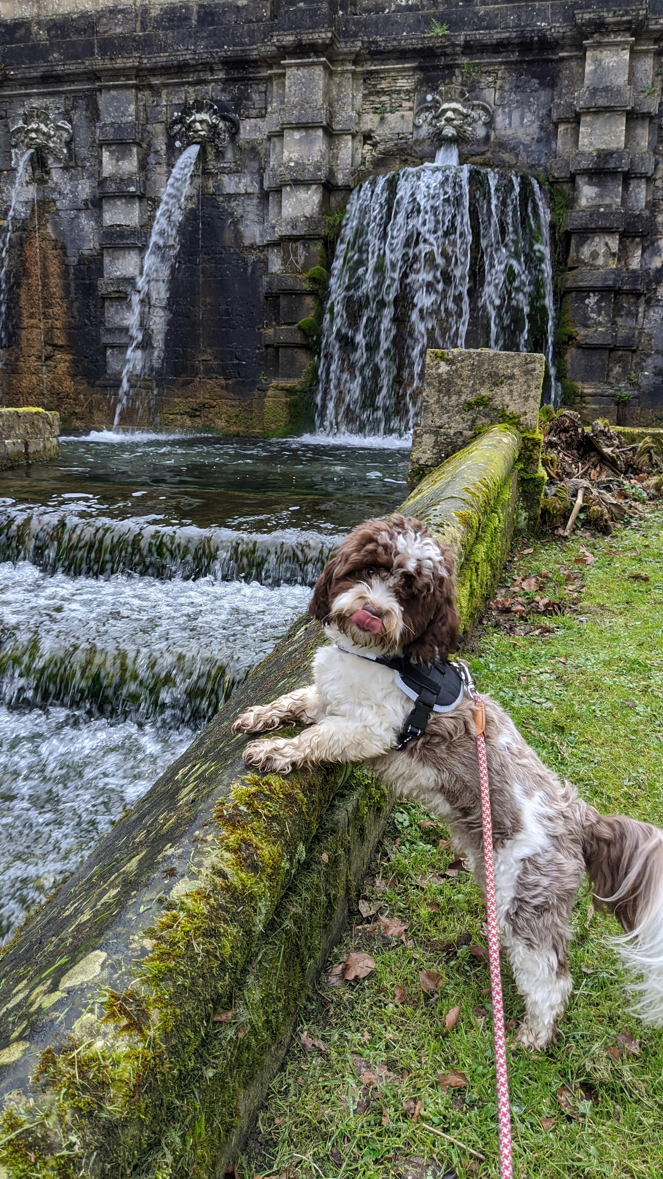 brown and white long coated dog on green moss covered tree trunk