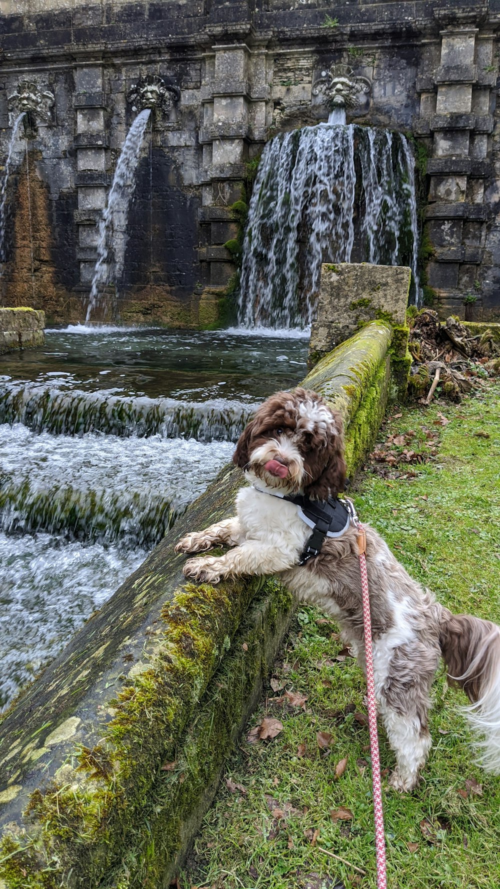 brown and white long coated dog on green moss covered tree trunk