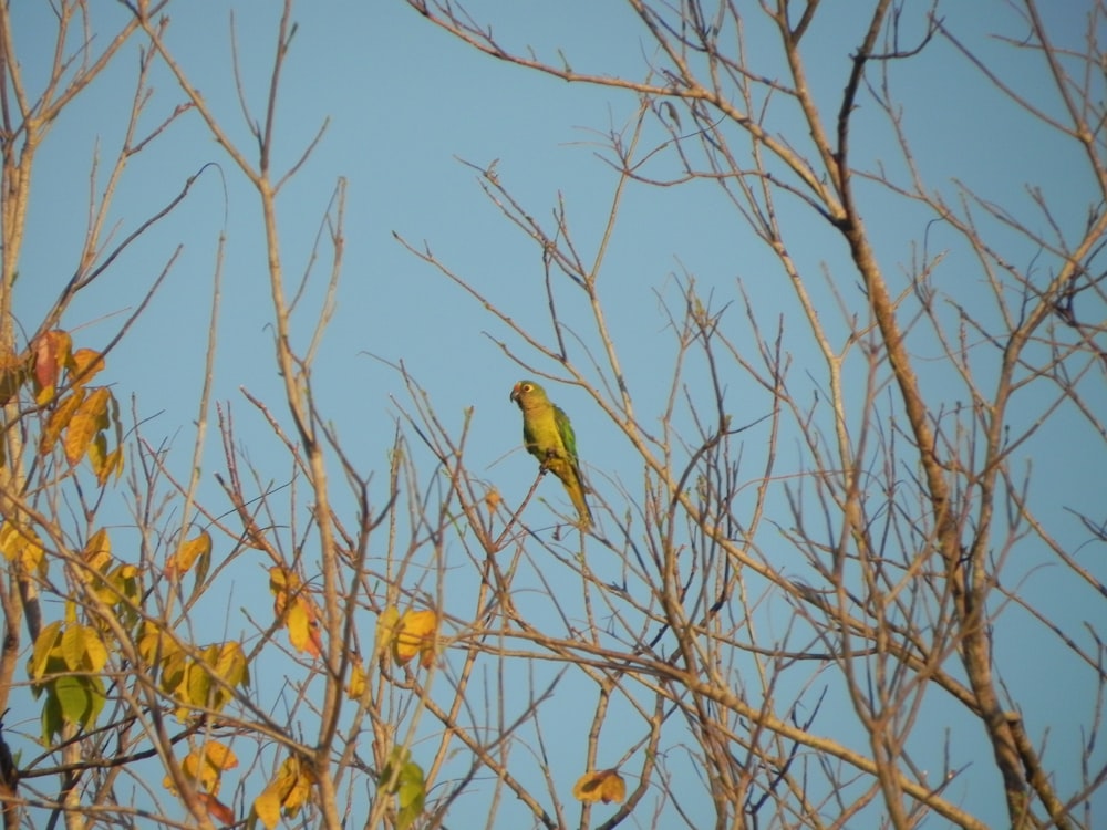 green bird on brown tree branch during daytime