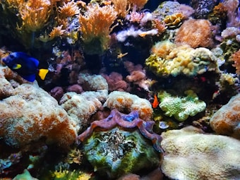 A vibrant underwater scene featuring a variety of colorful corals and marine life. Multiple types of coral, including branching and boulder formations, in shades of orange, red, and green dominate the scene. A blue fish with a yellow tail swims on the left, and a small orange fish is visible near the center among the corals.