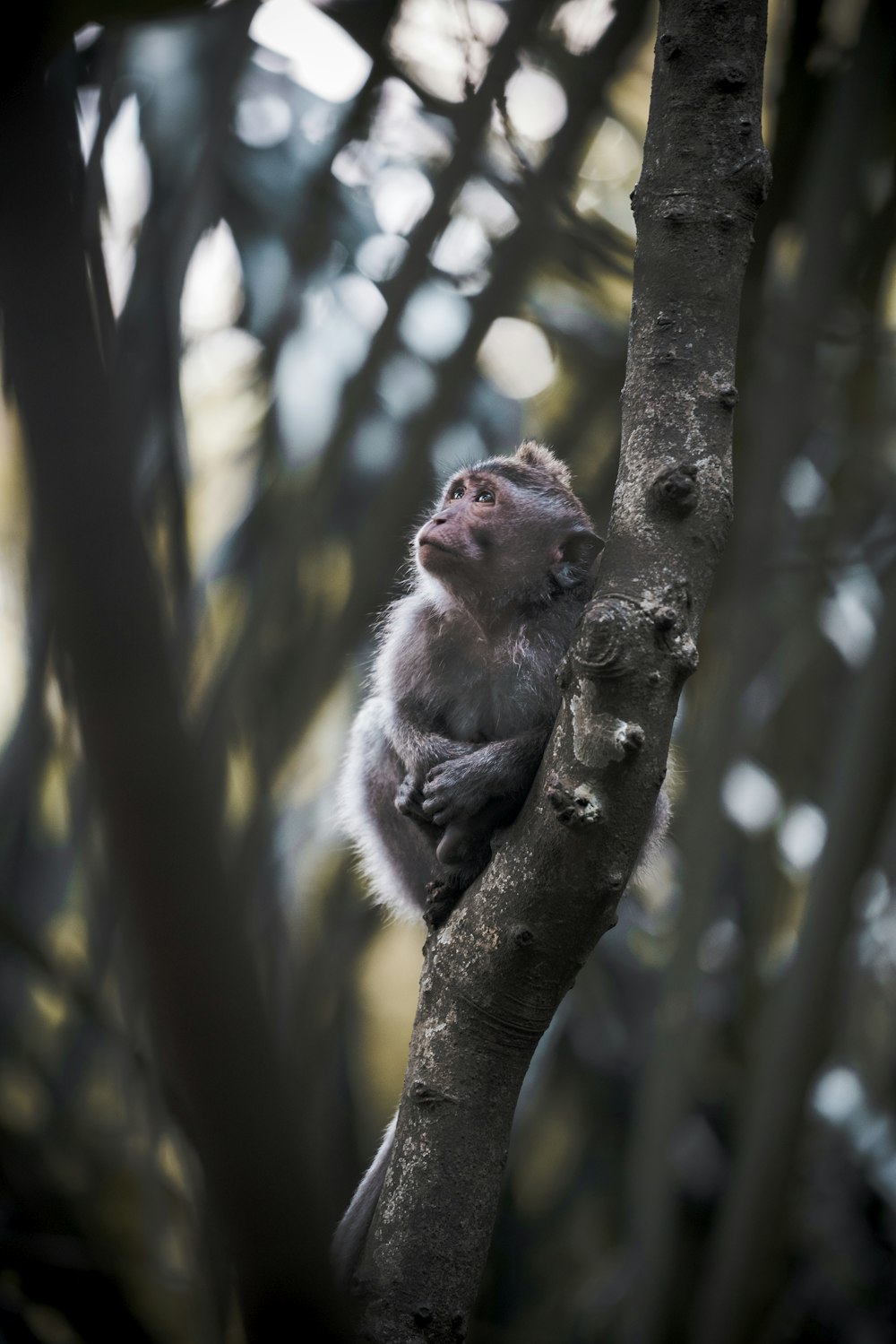 brown monkey on brown tree branch during daytime