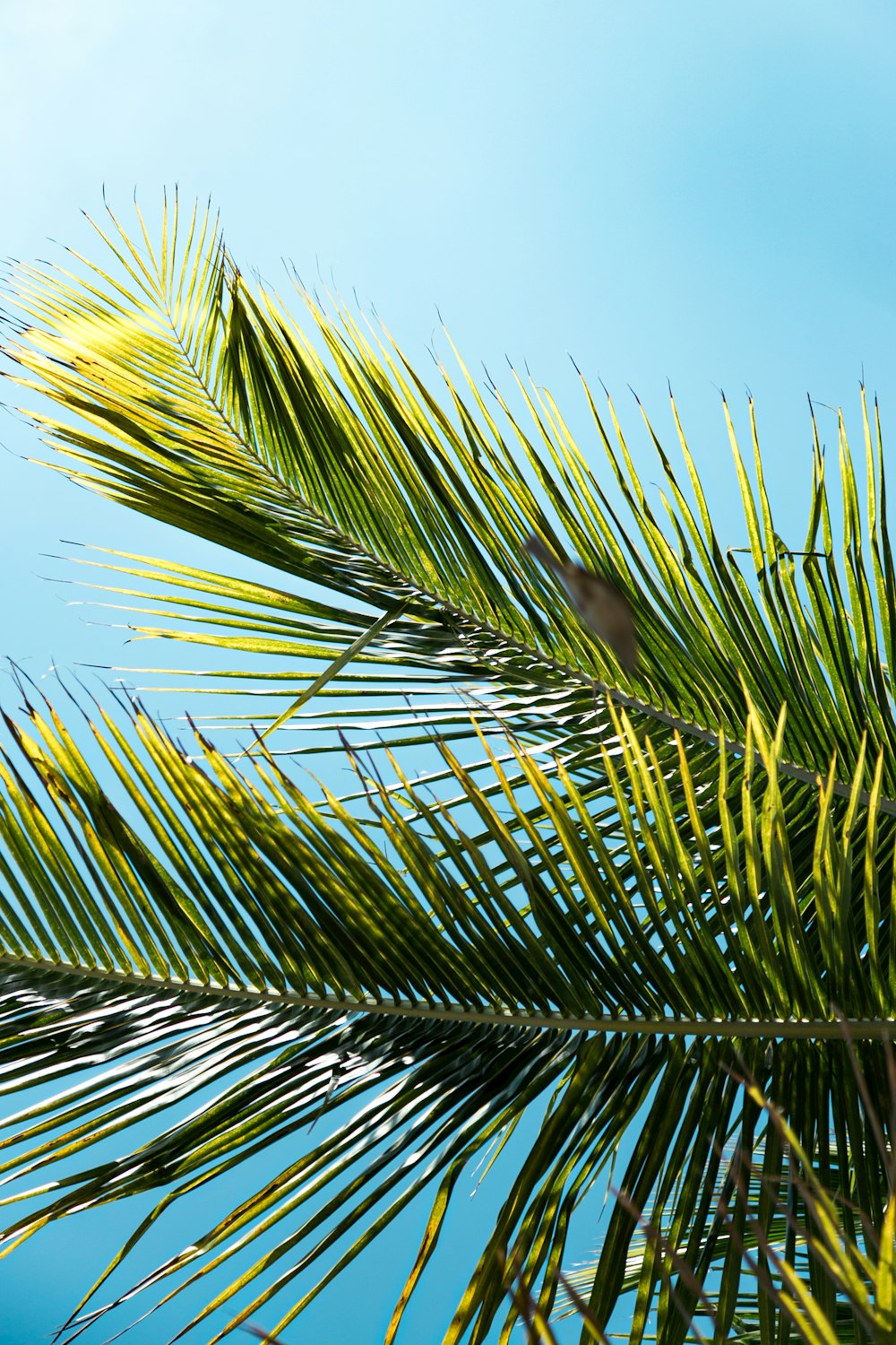 green palm tree under blue sky during daytime