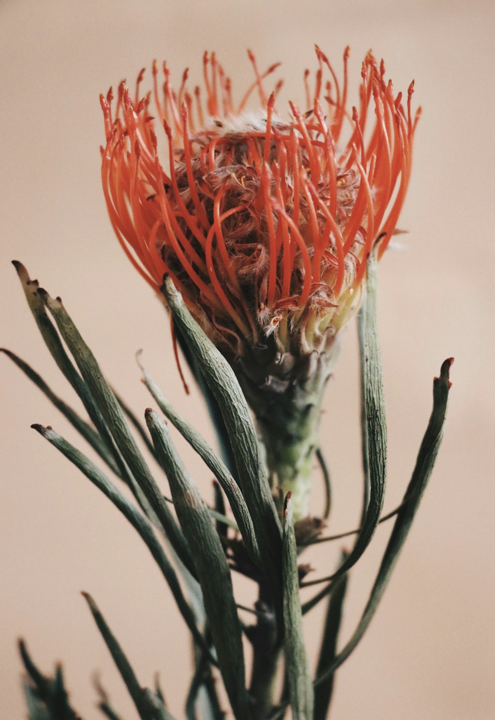 fleurs rouges dans une lentille de mise au point peu profonde