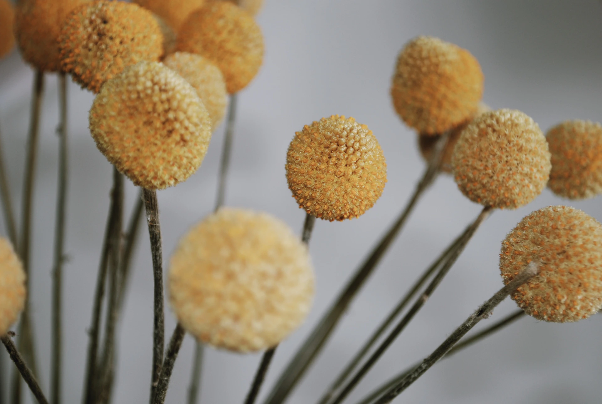 yellow round fruits on black metal wire