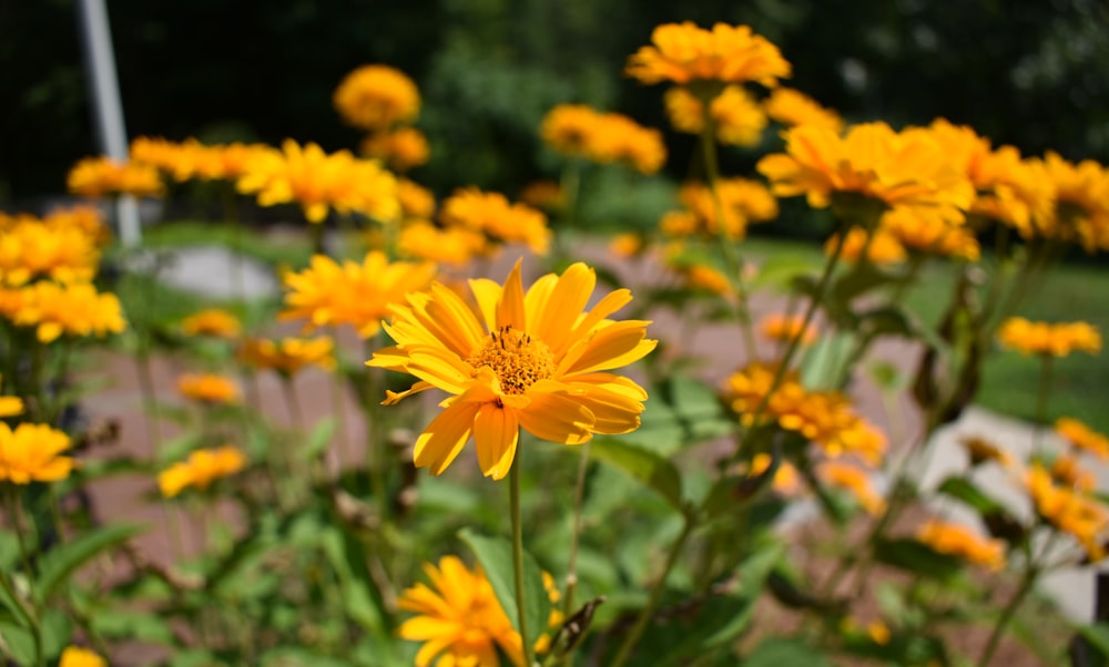 yellow flower in tilt shift lens