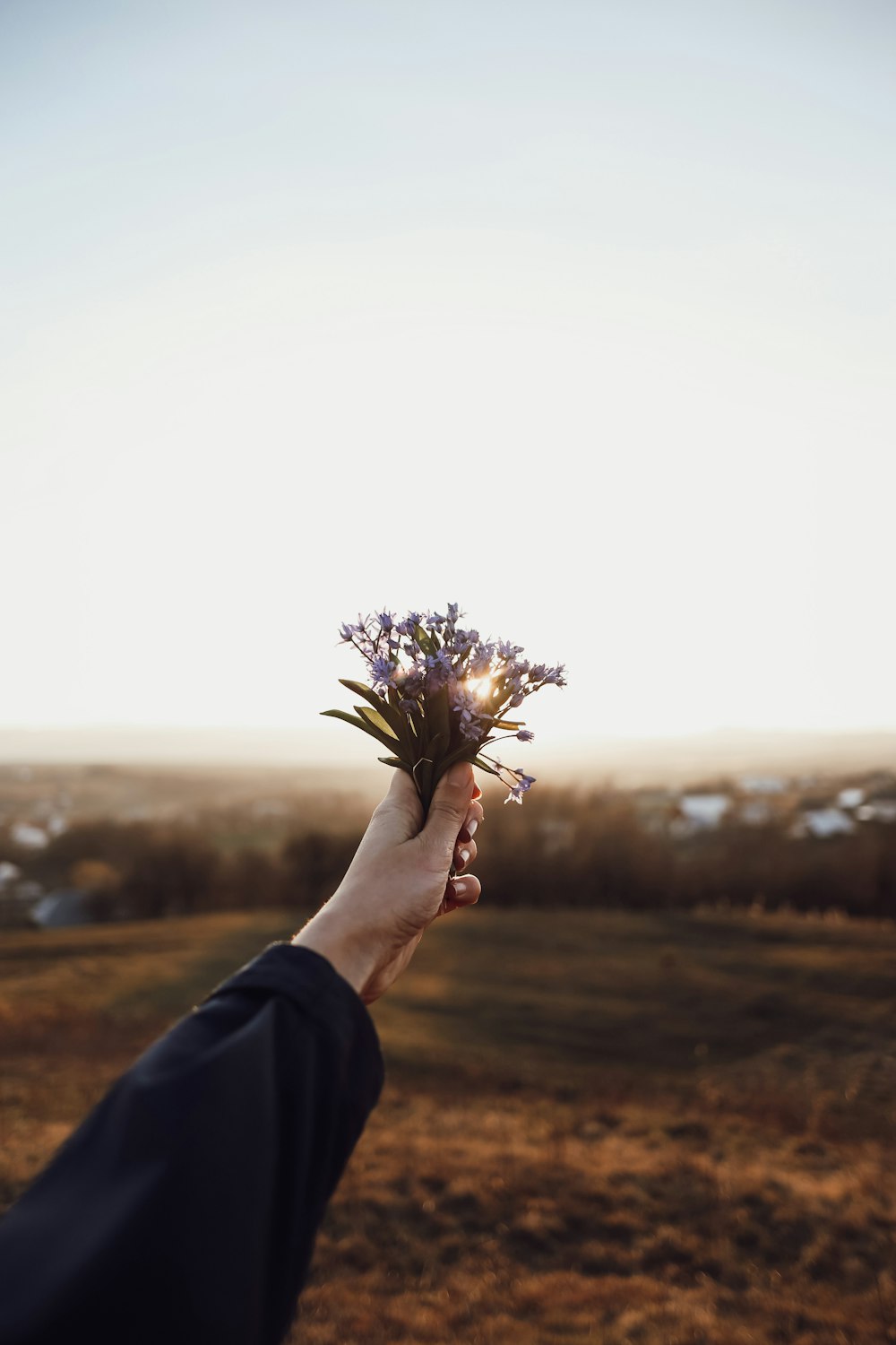 person holding green and brown plant during daytime