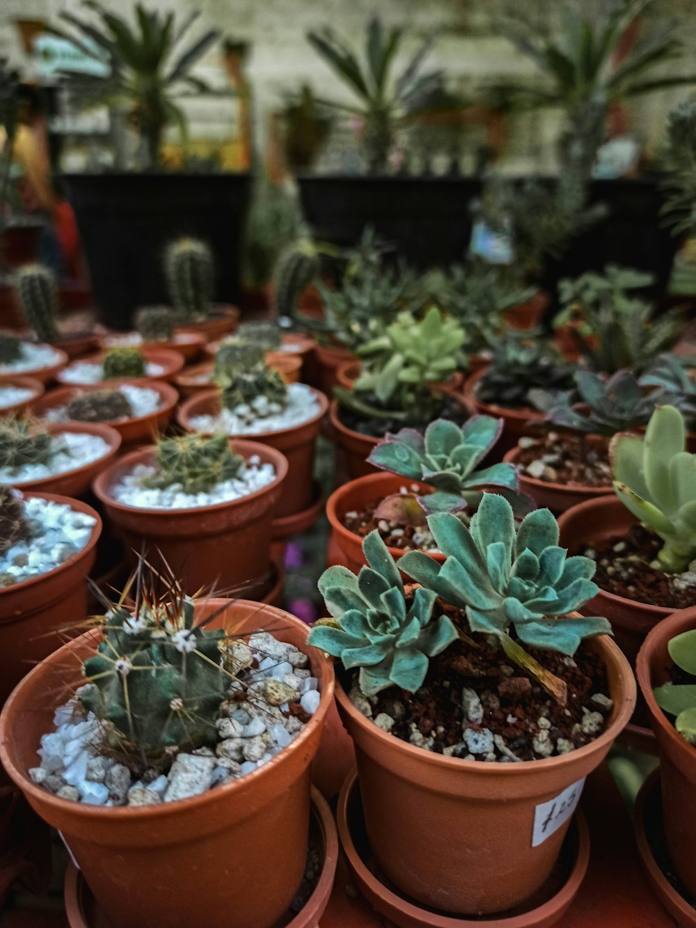 green succulent plants in brown clay pots