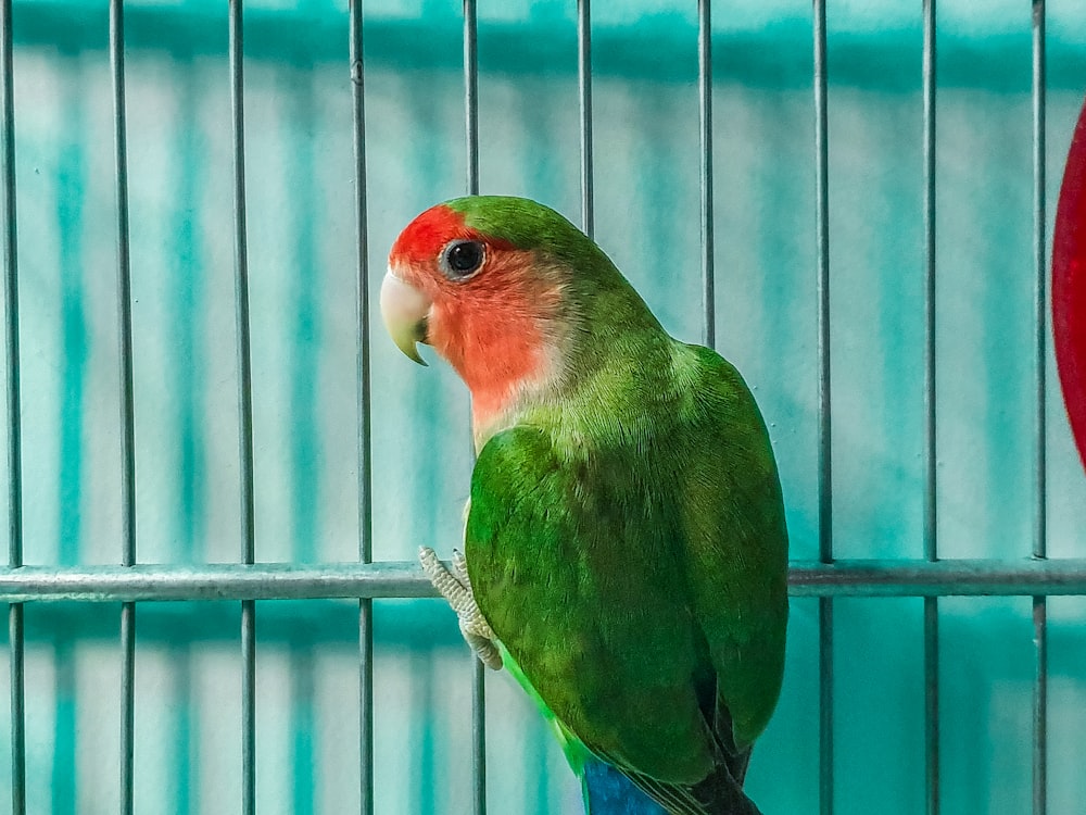 grüngelber und roter Vogel auf braunem Holzstab