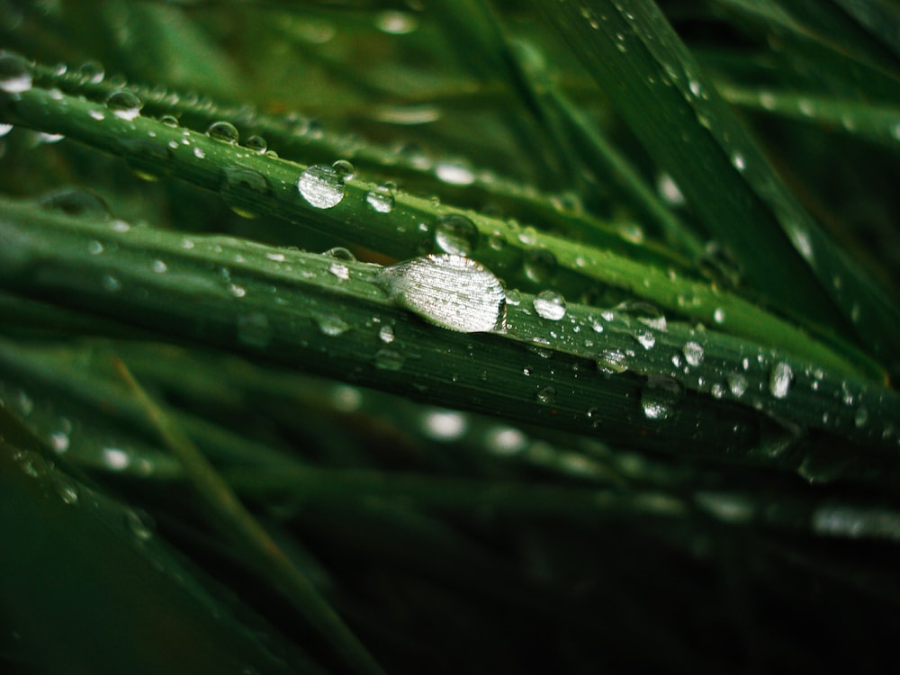 water droplets on green leaf