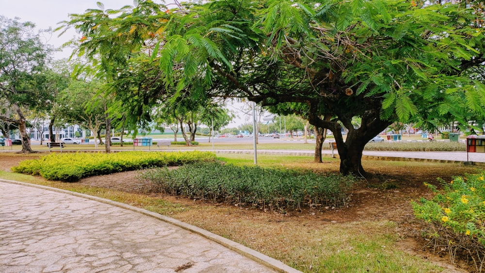 green tree near gray concrete road during daytime