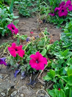 Bright magenta flowers with five petals are blooming amidst dense, green leafy plants in a garden setting. The soil appears slightly dry and cracked, suggesting an outdoor environment.