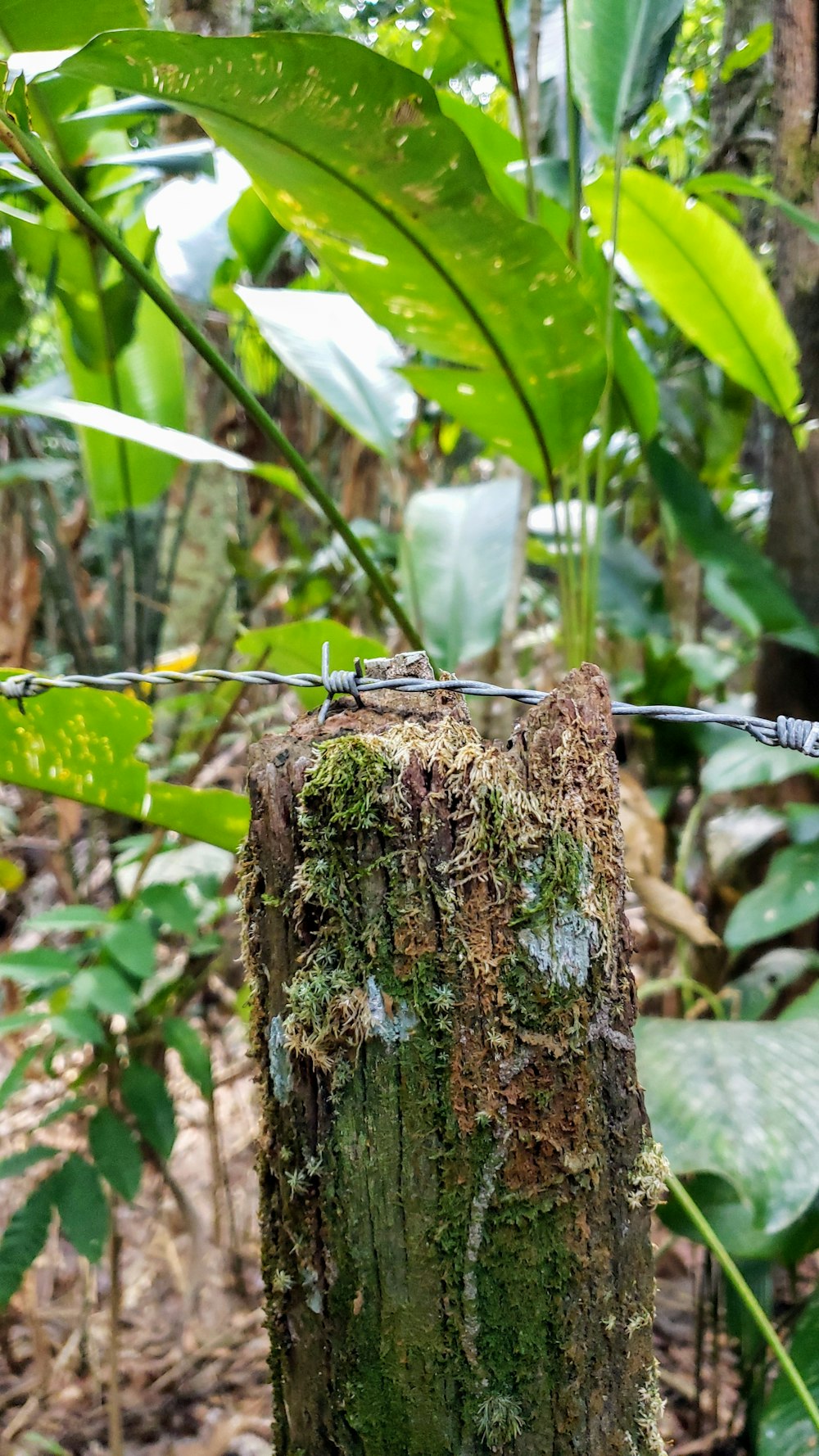 black and white dragonfly on brown tree trunk during daytime