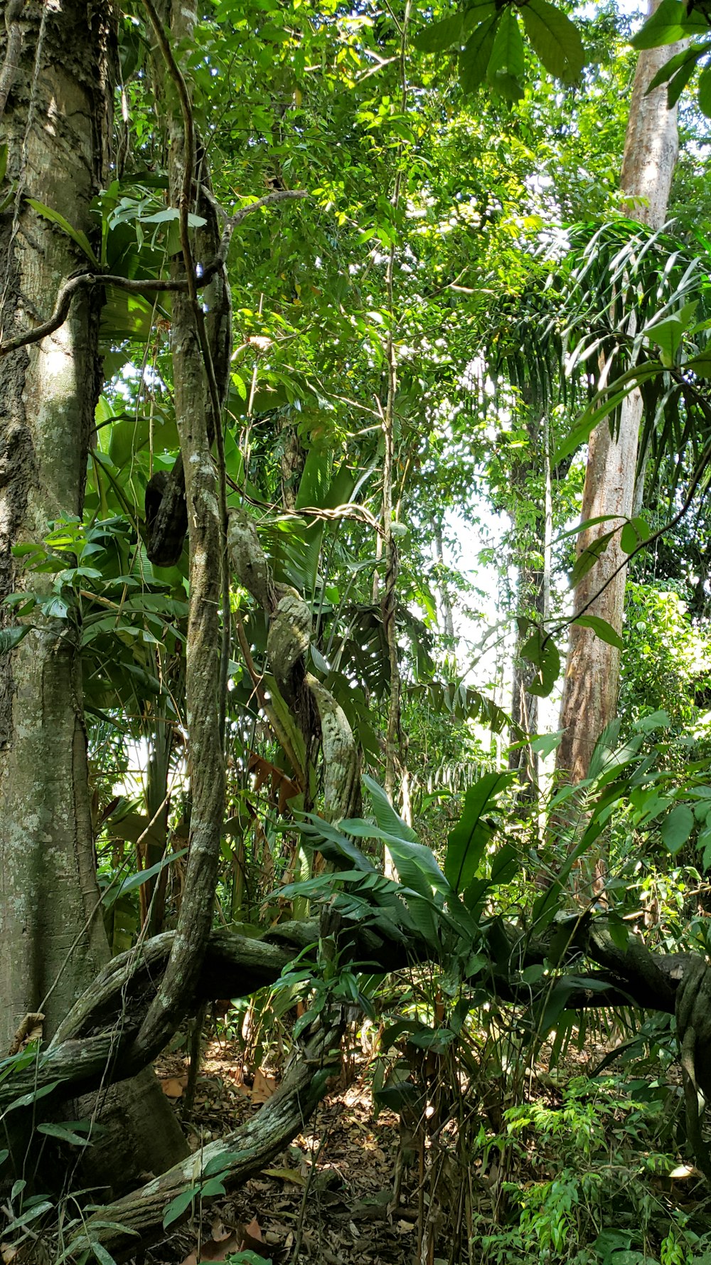 árboles de hoja verde durante el día