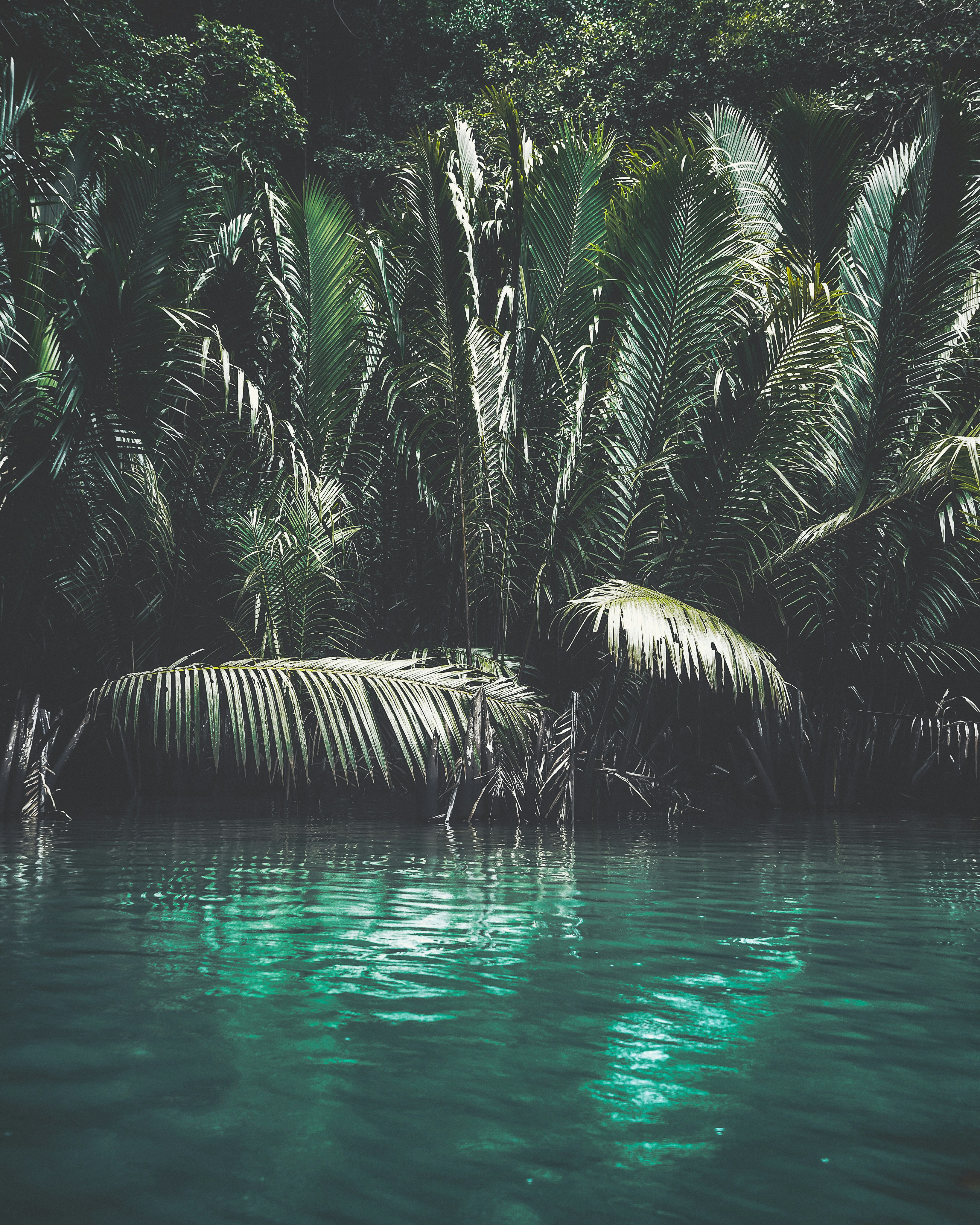 green palm tree on water