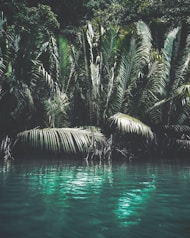 green palm tree on water