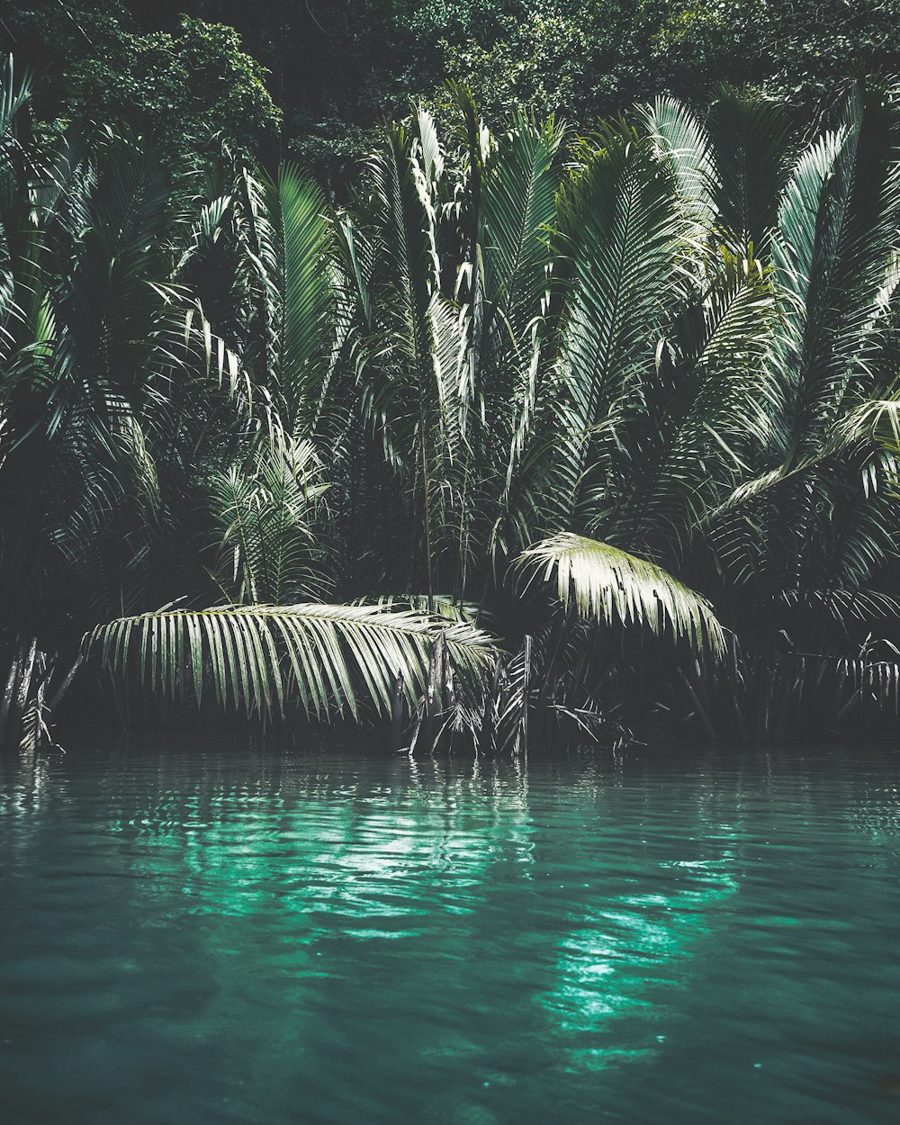 green palm tree on water