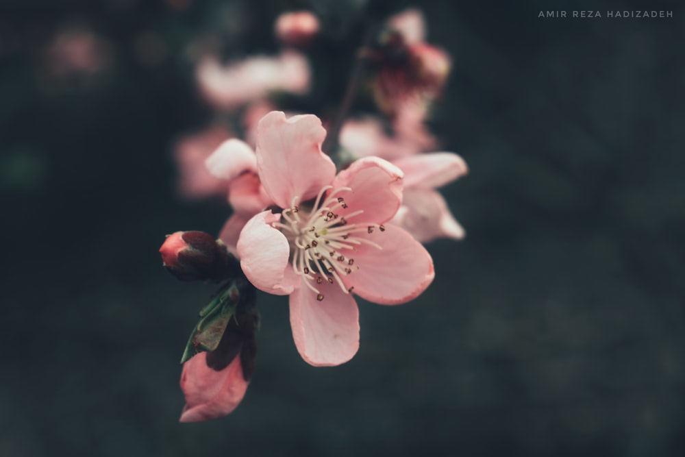 pink cherry blossom in bloom during daytime