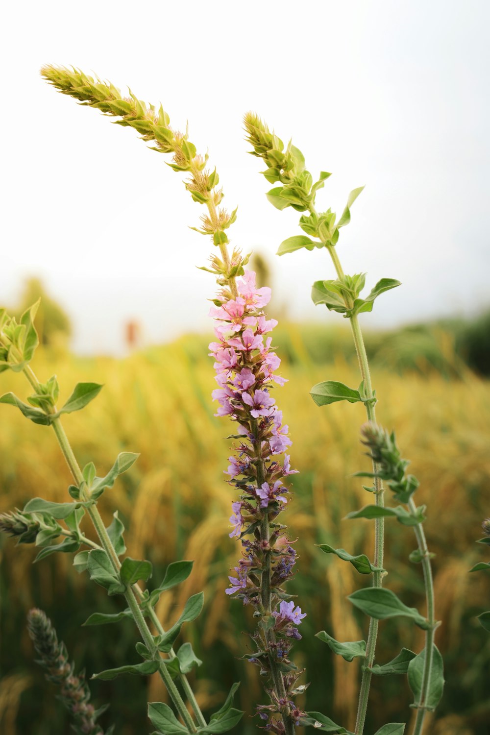 purple flower in the field during daytime