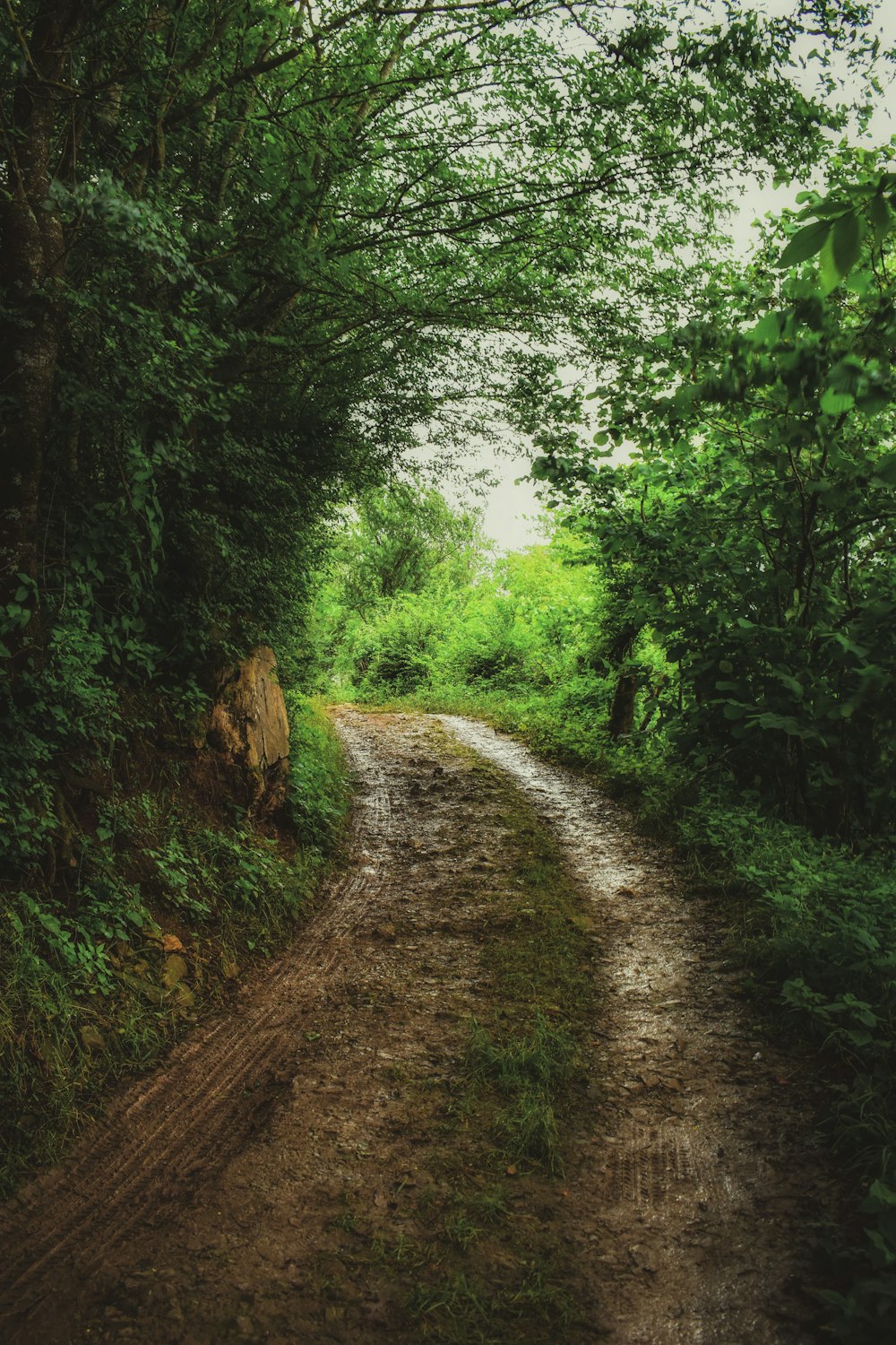 green trees and brown dirt road