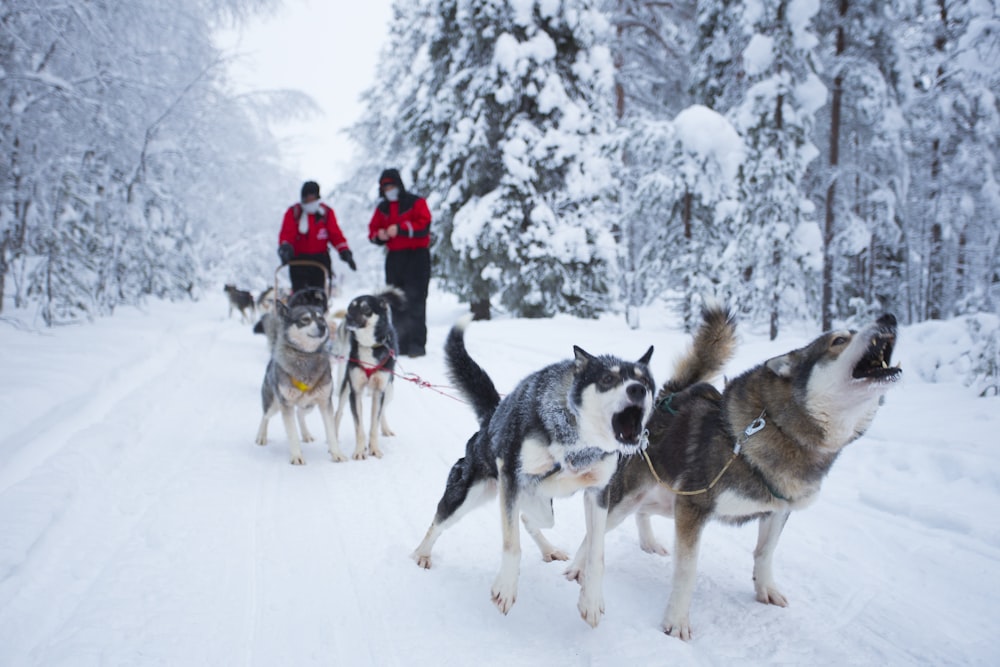 people riding on sled on snow covered ground during daytime