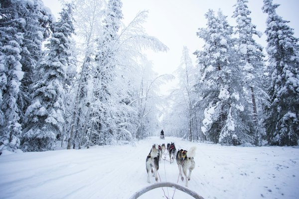A husky team on a forest trail in deep snow — Rovaniemi, Finland
