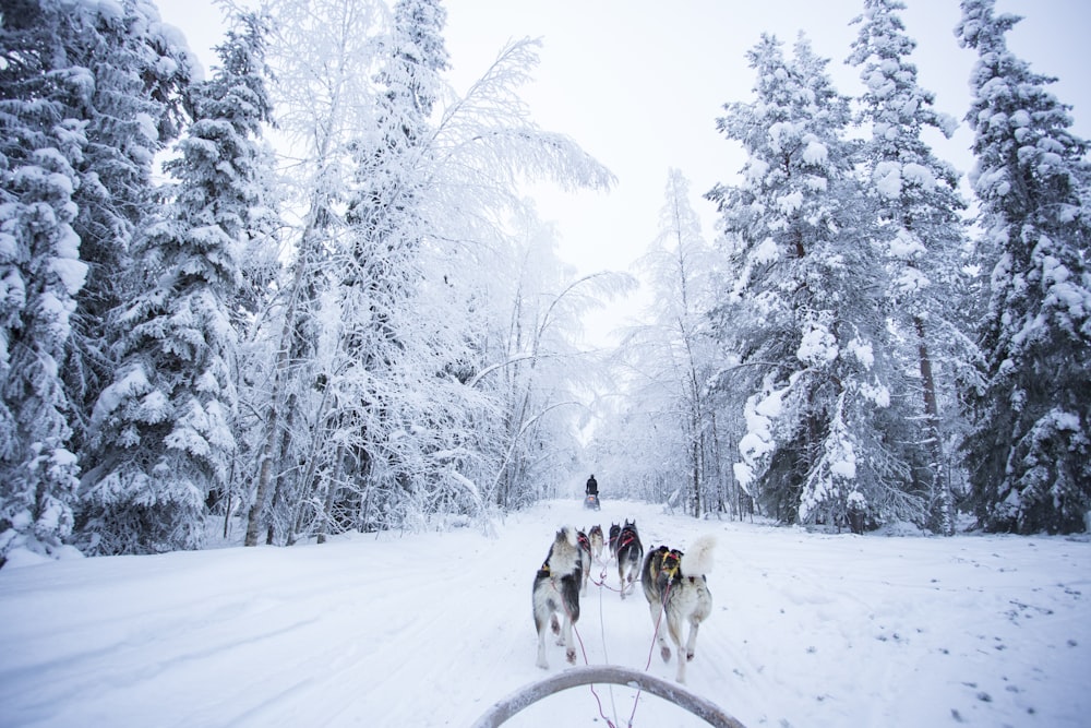Personas montadas en trineos de nieve en terrenos cubiertos de nieve durante el día
