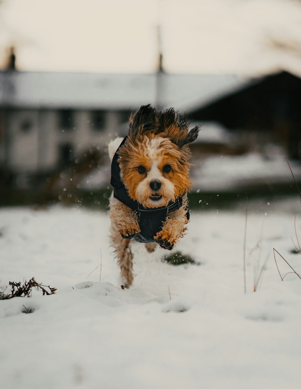 brown and black yorkshire terrier puppy running on snow covered ground during daytime