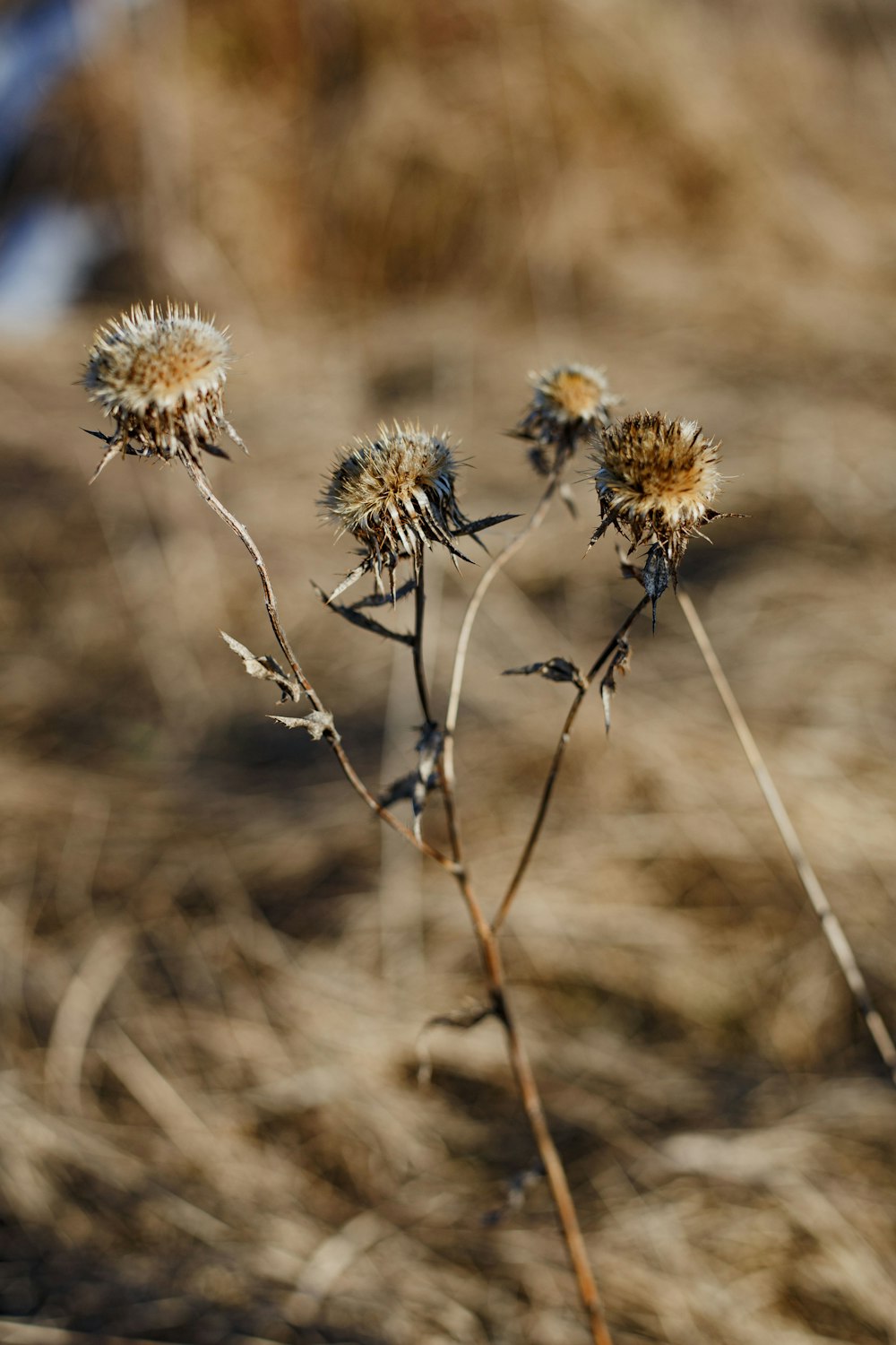 yellow and black flower in tilt shift lens