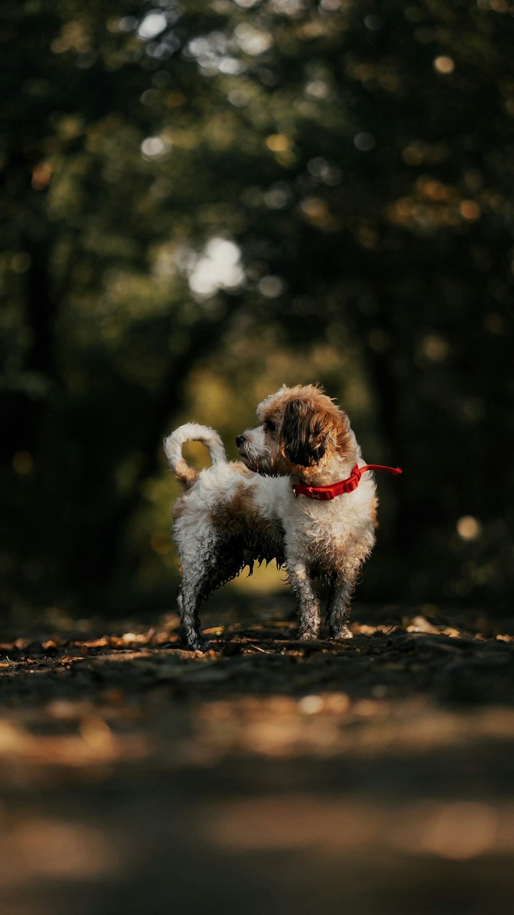 white and brown short coated small dog on brown soil during daytime