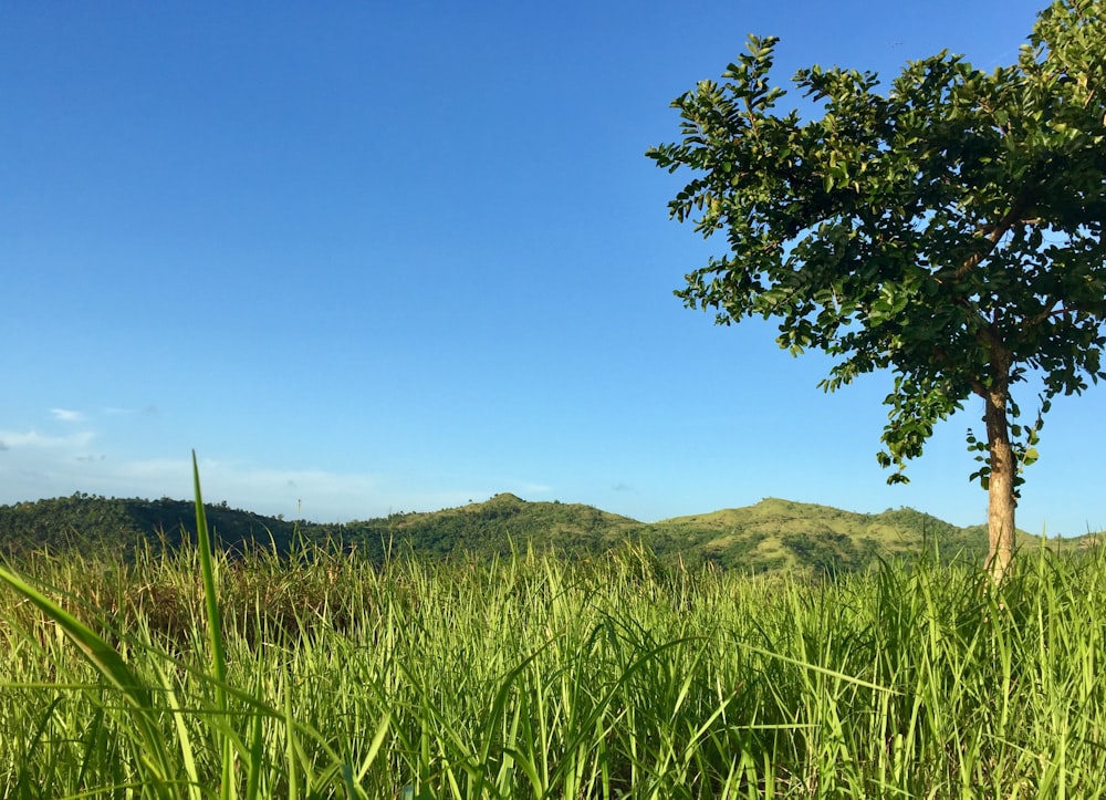 green grass field near mountain under blue sky during daytime