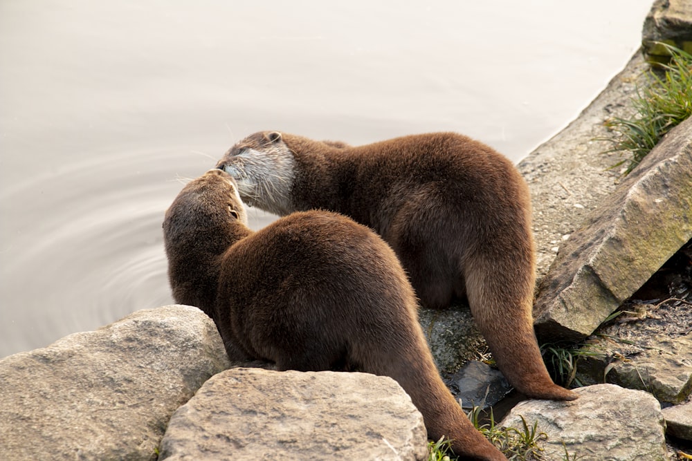 brown seal on gray rock during daytime