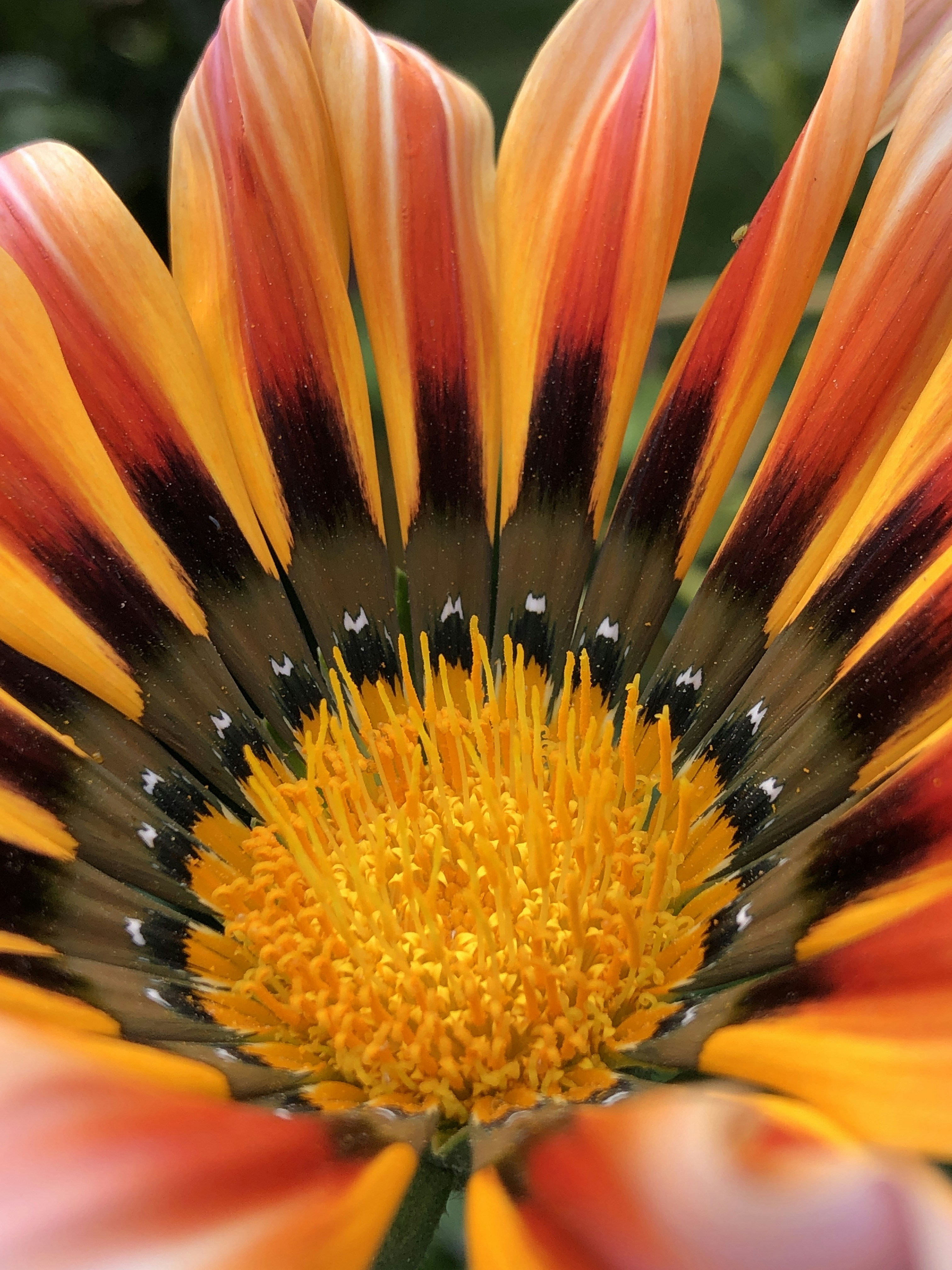 マクロ レンズ写真の黄色と赤の花の写真 Unsplashで見つける30時の無料写真