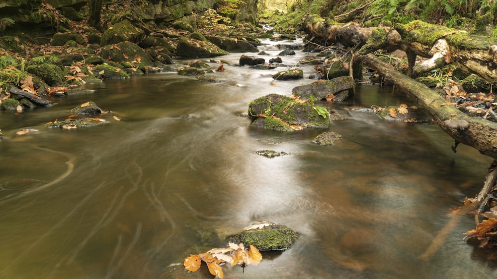 green moss on river bank