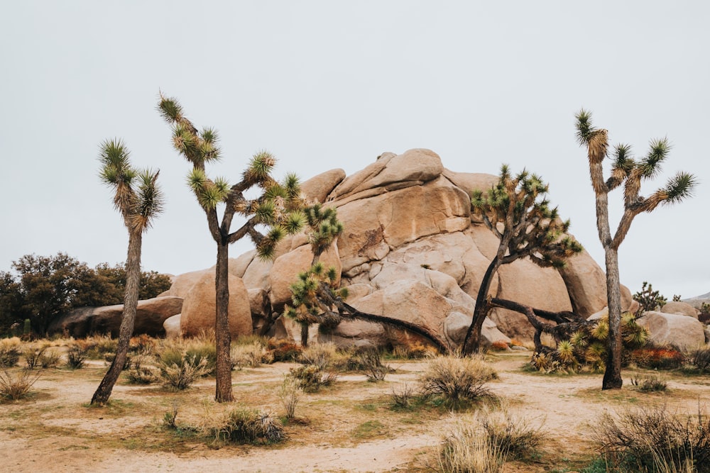 green trees near brown rock formation during daytime