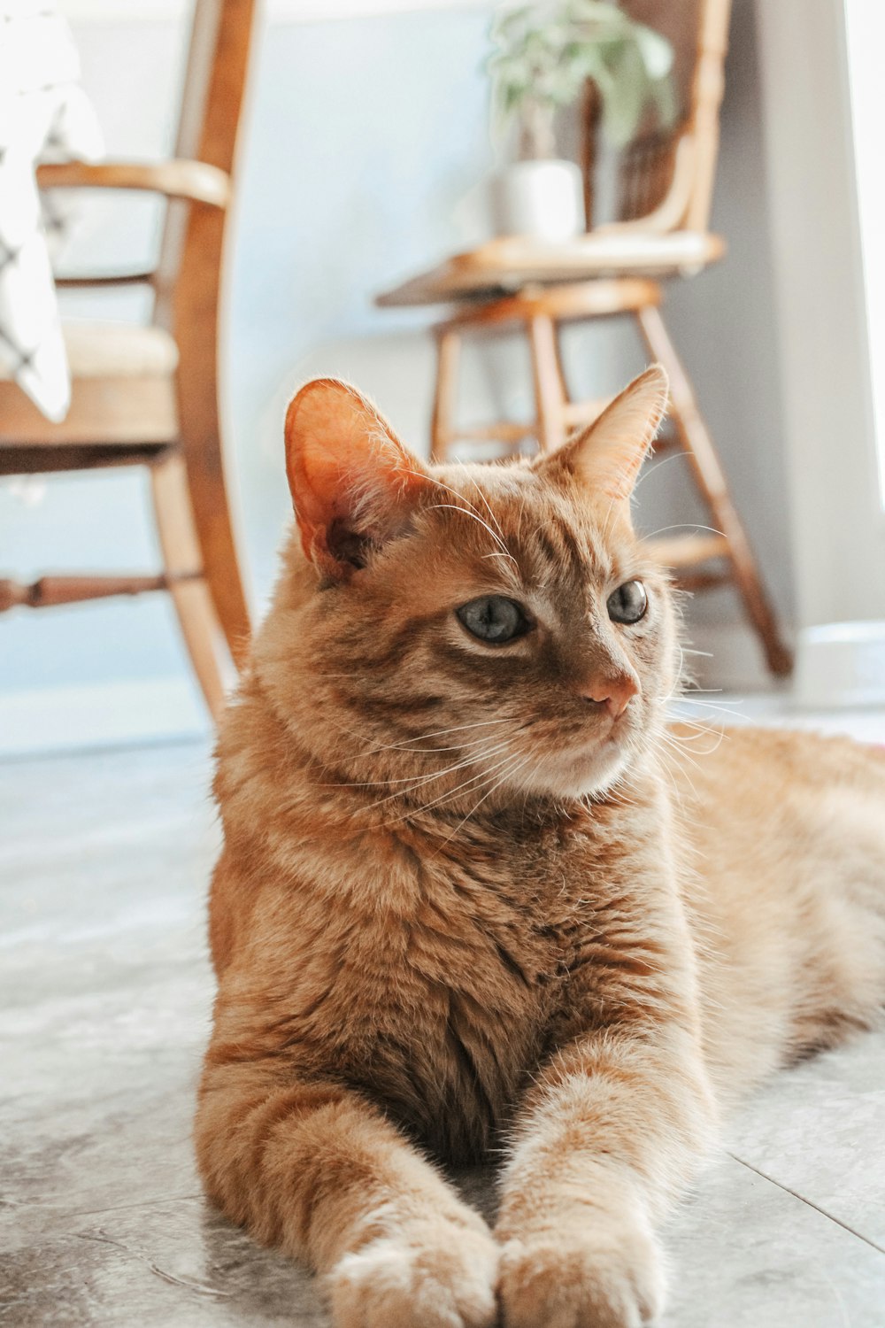 orange tabby cat on white snow