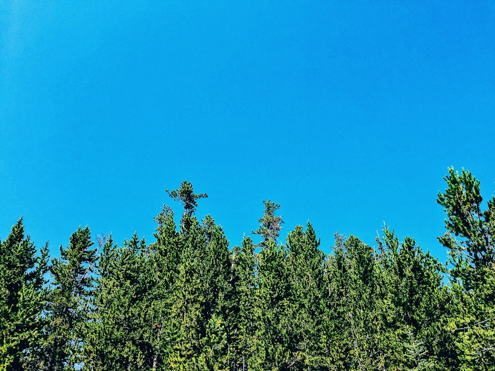green trees under blue sky during daytime