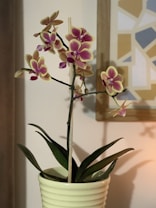 A potted orchid with delicate pink and yellow flowers stands out against a soft background with geometric patterns. The plant is housed in a ribbed, light-colored ceramic pot. The background features muted tones with shapes outlined in a wooden frame.