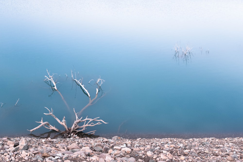 gray rocks beside blue body of water