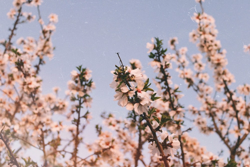 white flower under blue sky during daytime