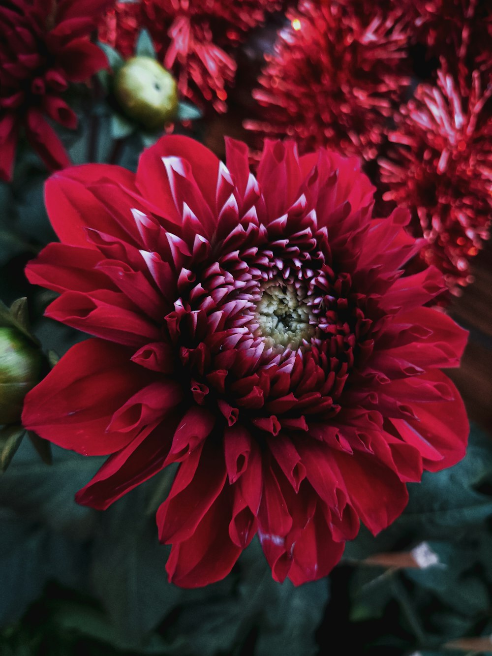 red dahlia in bloom during daytime