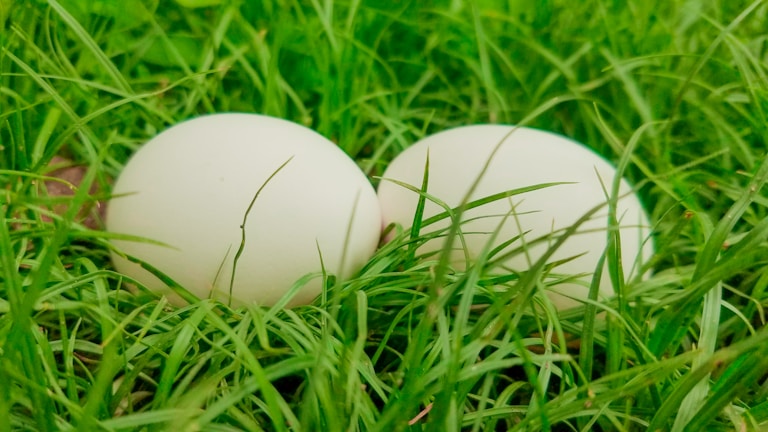 2 white eggs on green grass