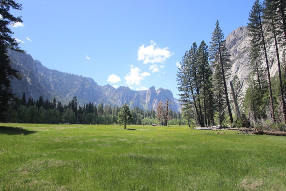 green grass field near green trees and mountain under blue sky during daytime