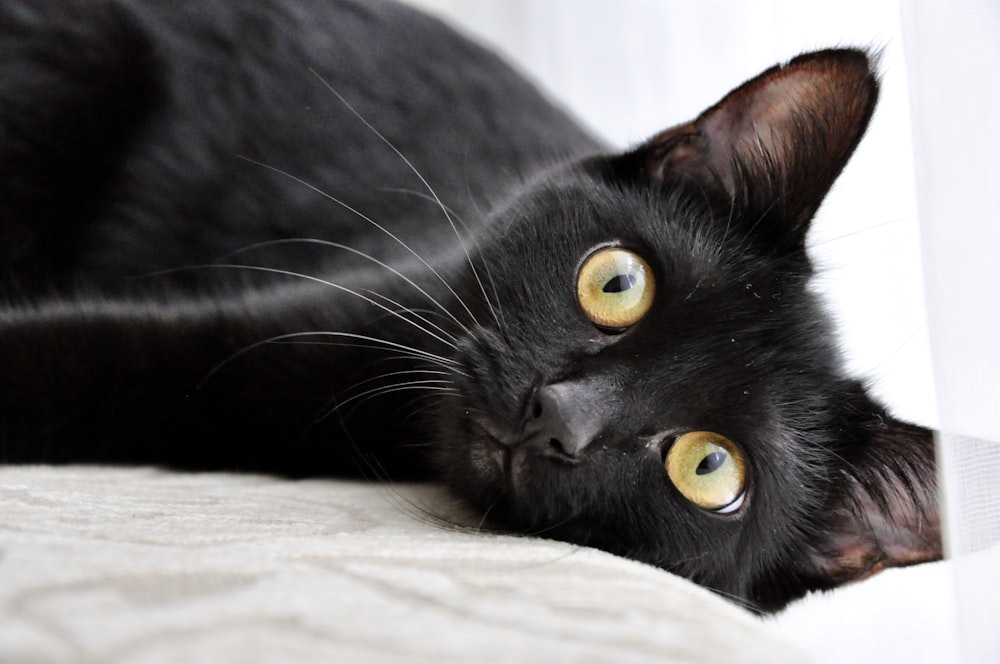 black cat lying on white textile