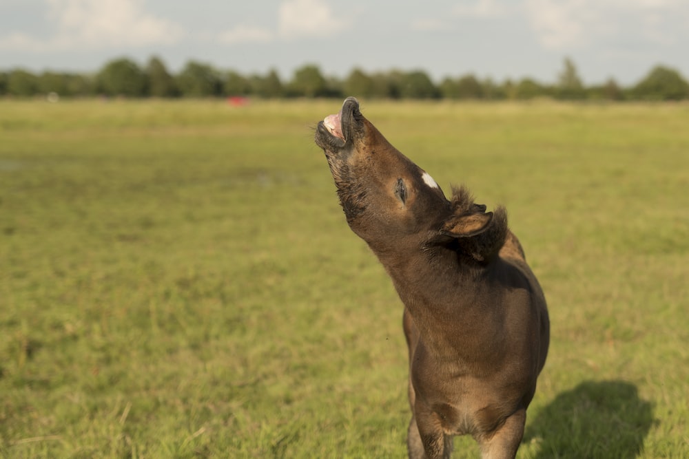 brown cow on green grass field during daytime